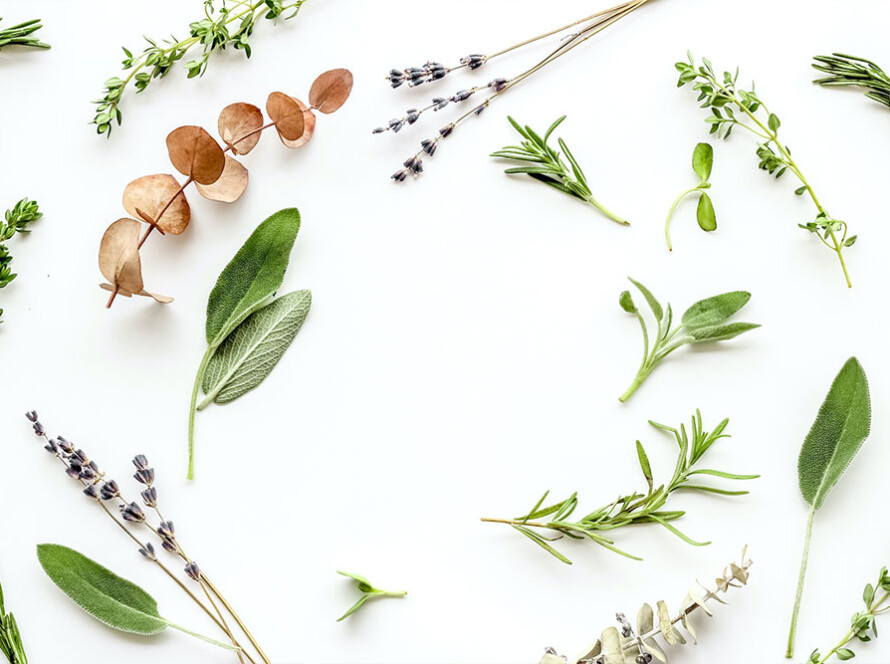 Formation-herboristerie-Apprenez-à-créer-vos-propres-remèdes-naturels